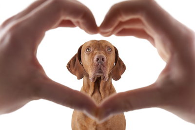 looking at dog through heart shaped hands